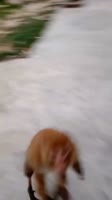 17055544610470.mp4