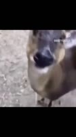 17052990964600.mp4