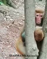 17055541667540.mp4