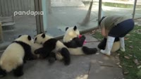 Панды.webm