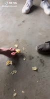 ботинок кушац.webm
