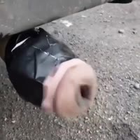 1708947133332.mp4
