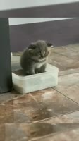 17063502180270.mp4