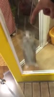 коте нагилла хава.webm