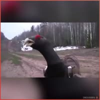 Г.mp4