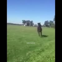 16245480966410.mp4