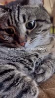 16961613077290.mp4