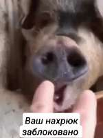 IhvF8s7.gif