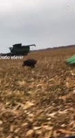 17451923481260.mp4