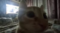 пять пряников в рыло.mp4