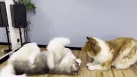 Кринж Х2.mp4