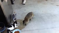 Раккун украл еду у котов .mp4