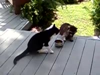 Ракун ворует еду у кота.mp4