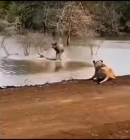 17027399775642.mp4