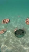 Рыбки улыбаются.webm