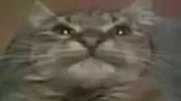 i.webp