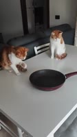 17519878009641.mp4