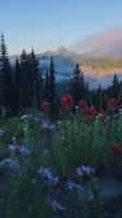 nature.mp4