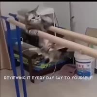 Коты ебашат.MP4