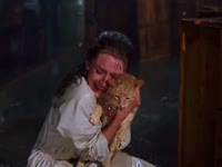 cats in film.mp4