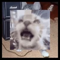 84854773893.mp4