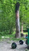 Forest Athlete.mp4