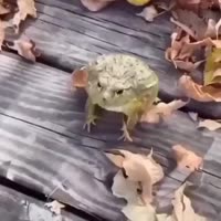 17546530805660.mp4