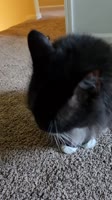 567890000.mp4