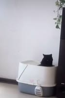 99 83882.mp4