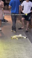 He loves Peace ✌️ 🎥 from DY AN ANIMAL²⁰²⁴.mp4