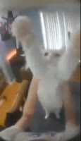 котейка.mp4