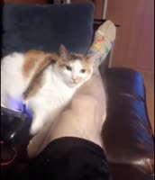 15562963810312.webm