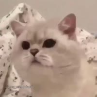 15969060448870.mp4