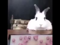 16776195130080.mp4