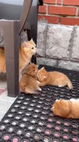 SaveClip.AppAQOv7vwujjapZ4Bj1Nzf6VK8npRdM5jA8sGoK4rZVo6pvXkH6eh98Zm0QAE3MASmJk0tWrHr8qFMak0JTqItY8YEMTehJD0eZC7EYI.mp4