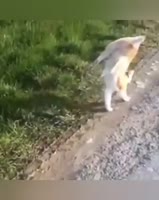 17543131888770.mp4