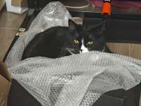 cats-9011584.jpeg