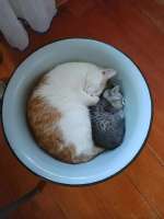 cats-9028679.jpeg