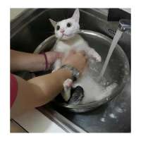 GENTLECAT-artist-cats-9025945.jpeg