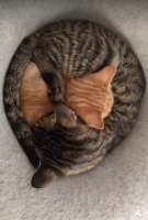 cats-9025911.jpeg