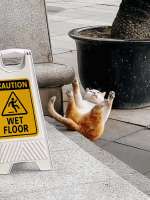 cats-9026676.png