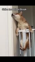 SaveClip.AppAQOHo6ijaS6Ii9WyAosXq1M4UWaZHiUeZbfwVqQbSfXVS0dl0XG3pPXQBMUIBAvb2I0ufohKyJFWprfnbQJ9BW6azblO0L9CGU.mp4