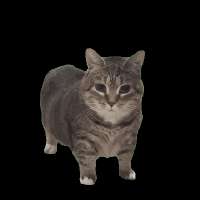 97684534.gif