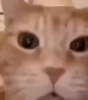 13793984890.mp4