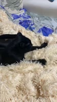 17418155099190.mp4