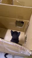 258743878682.webm