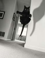 cats-black-cat-jump-8995023.jpeg