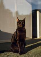 cats-black-cat-Cotizm1-8948192.jpeg