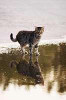 cats-9031614.jpeg