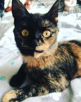 cats-animals-8775107.jpeg